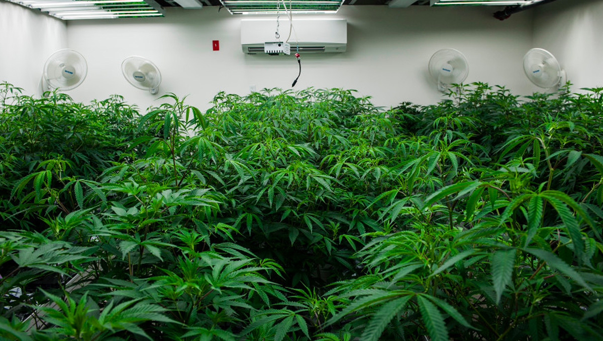 What Is Better For Your Autoflowers?: Big SOG