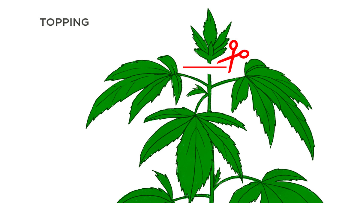 Topping VS Fimming - Which Is Best For Autoflower?: How Does Topping Work With Autos?