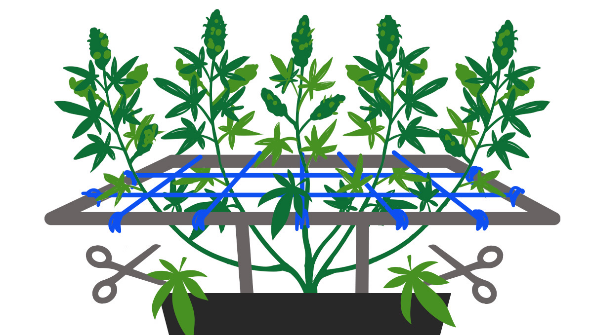 What Is Better For Your Autoflowers?: SCROG Infographic
