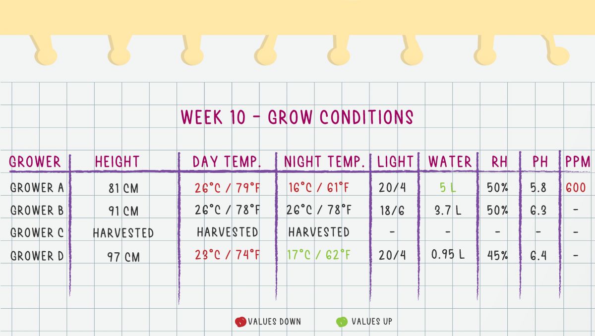 Orange Sherbet Auto Plants Seed Week-by-Week Guide: Week 10 grow conditions
