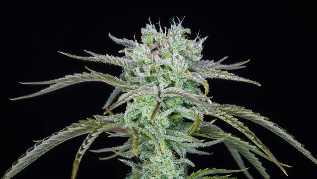 Top 10 seeds to grow outdoors: Closer Look at Strawberry Banana Auto