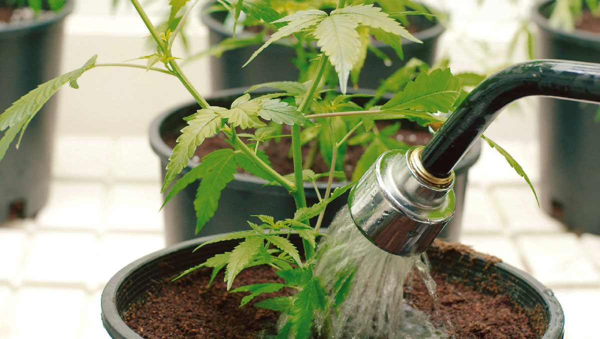 Could flushing be the reason behind white ash from plants?