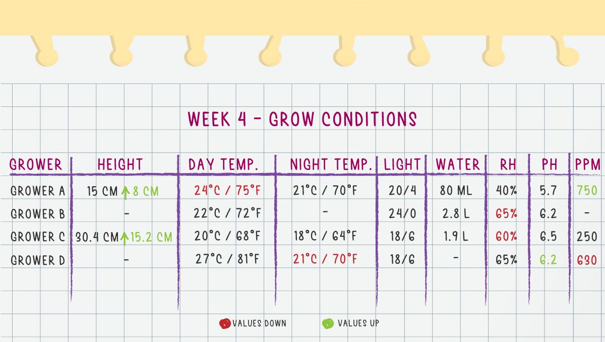 Gorilla Cookies Auto Plants Seed Week-by-Week Guide: Week 4 Grow Conditions