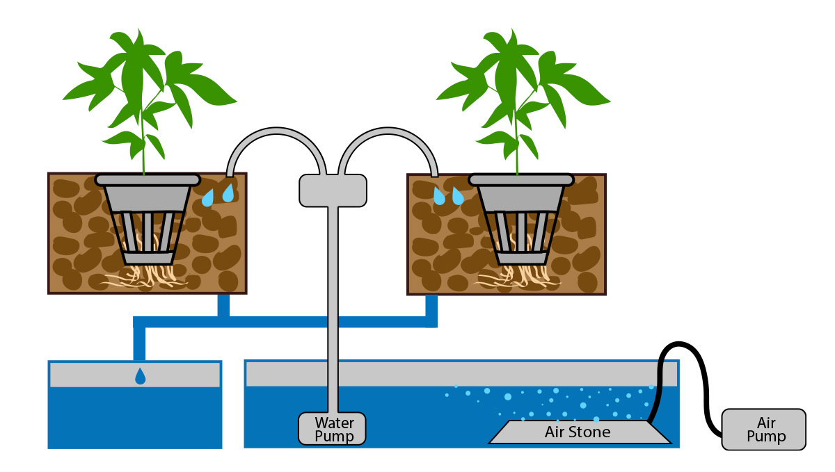 8 Mistakes To Avoid When Growing Cannabis With Hydroponics: Drip