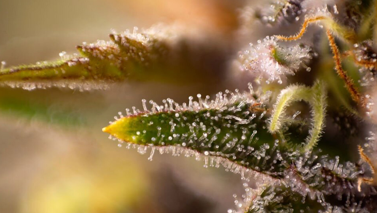 O que é Kief e melhores formas de usá-lo: Muitos tricomas nos buds O que é Kief e melhores formas de usá-lo: Muitos tricomas nos buds