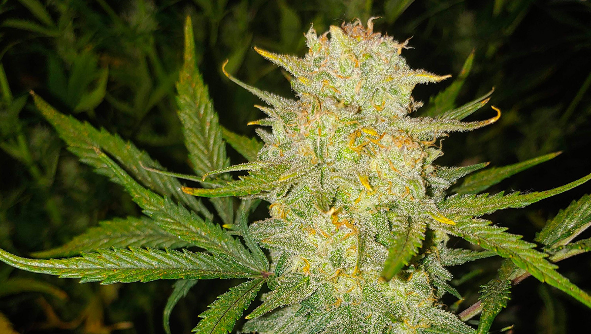 Strain History: Close Look at Original Cheese Auto by Fast Buds #4