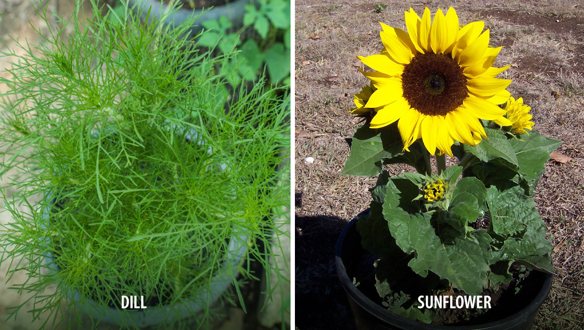 Companion plants for cannabis: attractors