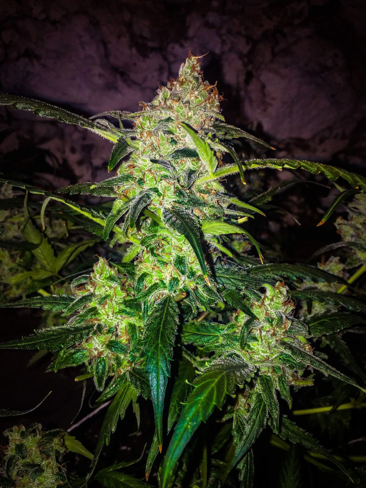 Image de la souche Z de cannabis, mettant en avant ses caractéristiques uniques et son histoire.