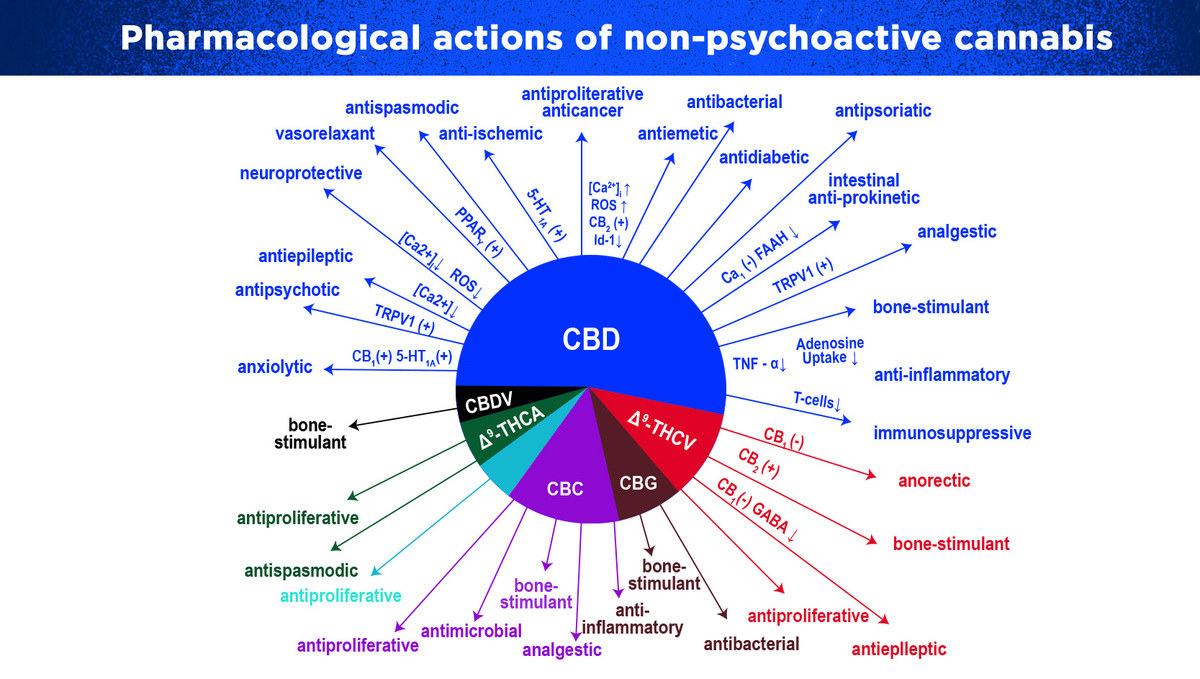 Can Medical Plants Relieve Chronic Pain?: Pharmacological Actions of Plants Components