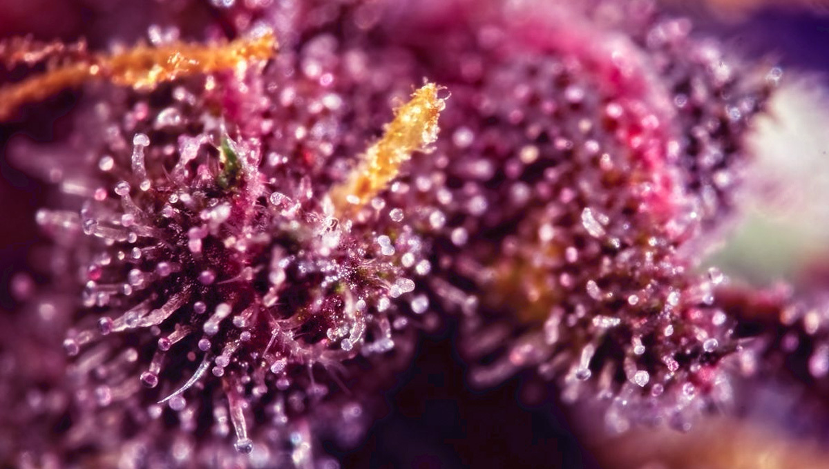 How do i turn my buds purple: which parts turn purple?