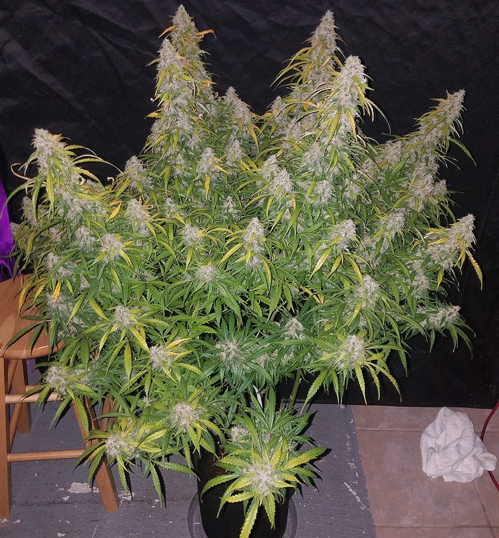 Fast Buds' Six Shooter grown by @bangdang buds on Instagram