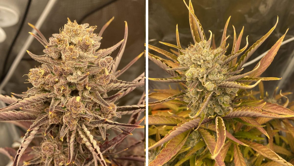 Gorilla Cookies Auto Plants Seed Week-by-Week Guide: Very pretty buds 