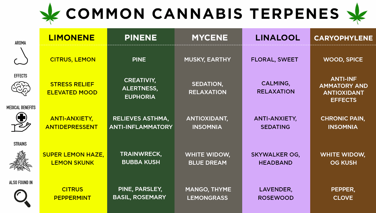 Most common terpenes