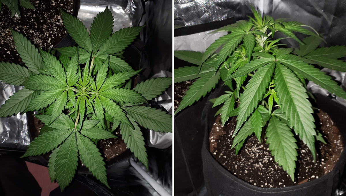 Jack Herer Auto: week 4