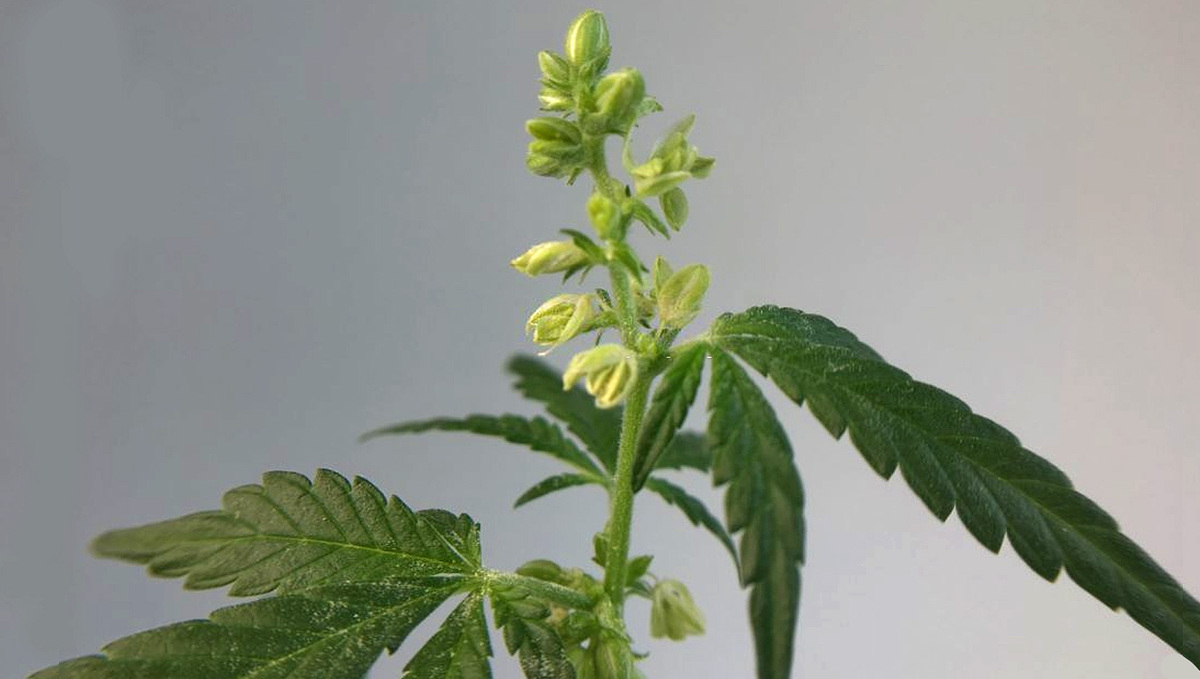 Sådan producerer du cannabisfrø: Pollensæk på han-cannabisplante