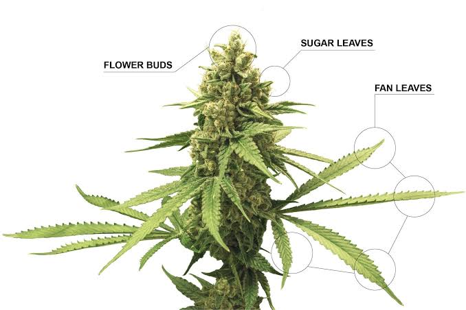 sugar leaves