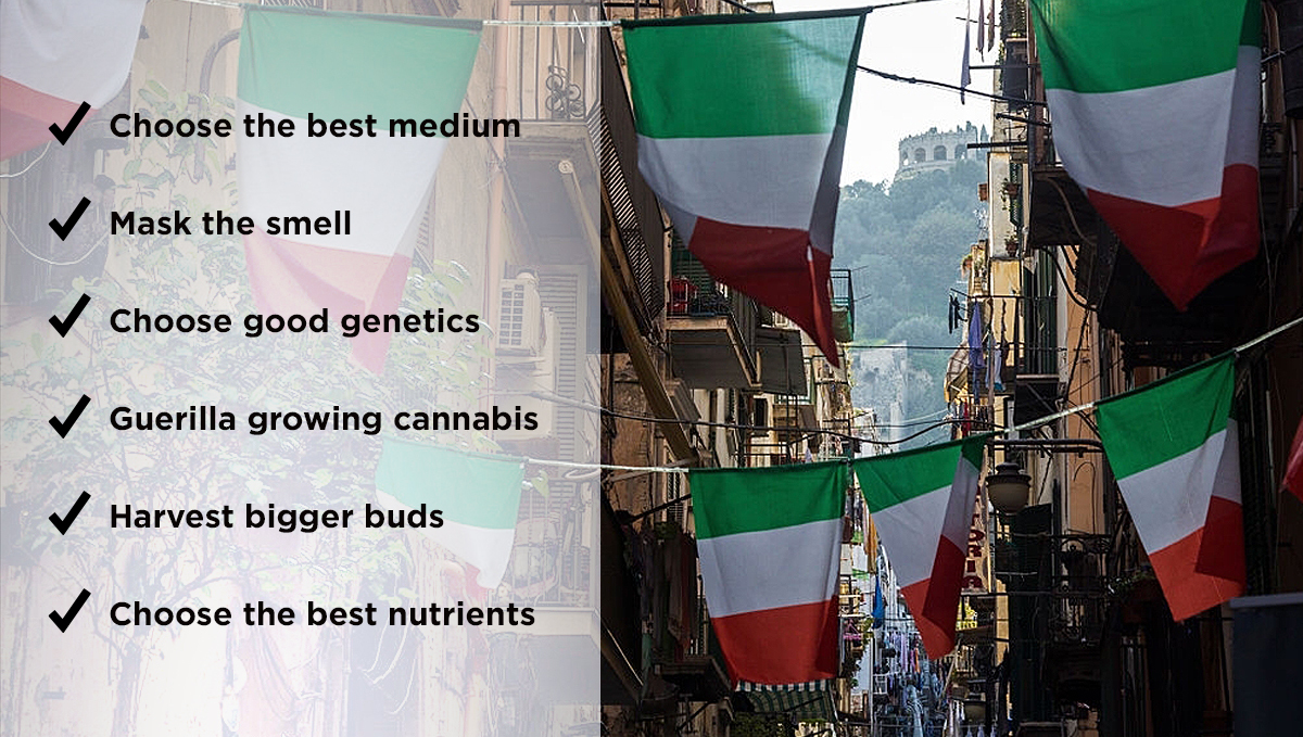 Top tips for growing plants outdoors in Italy
