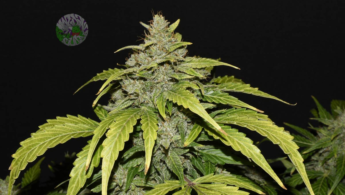 Pot autoflorele să crească iarna: cbd auto 20:1