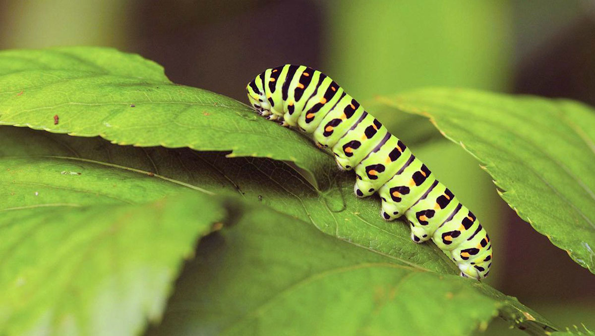 Caterpillars are a common pest found in cannabis plants.