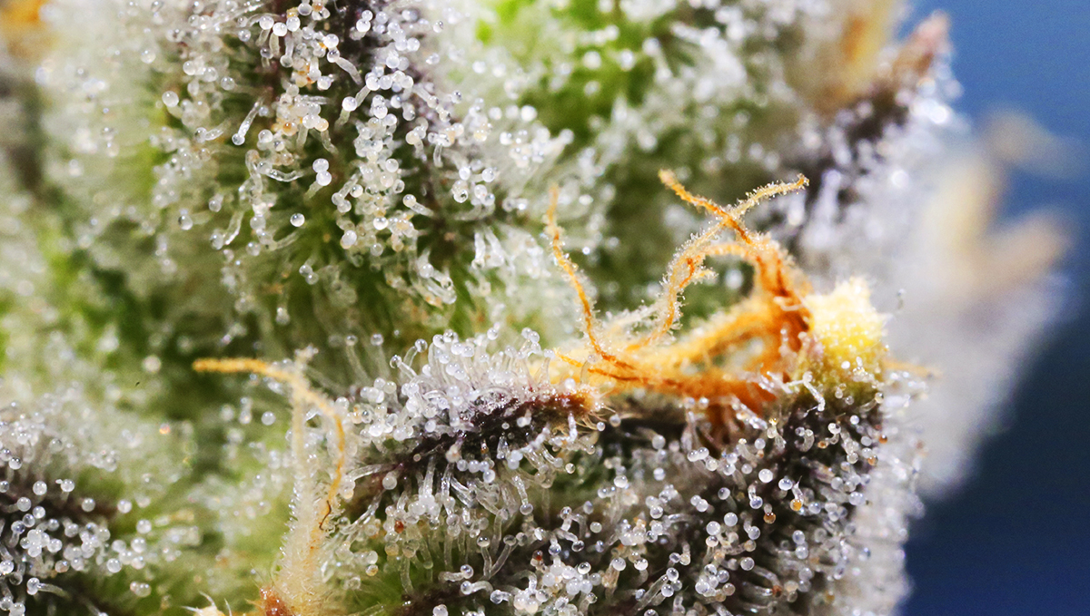 Flavor are the cause of plants smell and flavor.