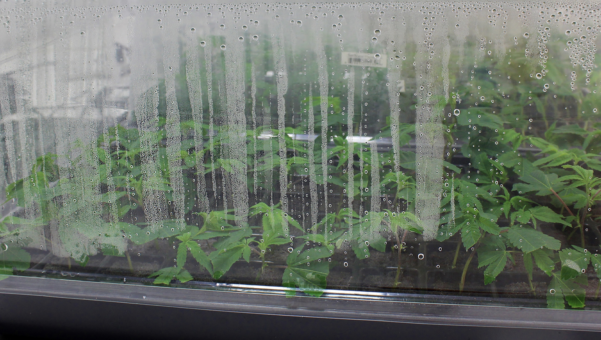 Indoor growing emergencies: humidity