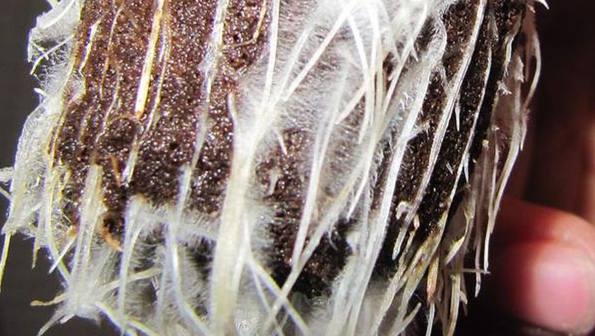 Plants and mycorrhizae: how they work