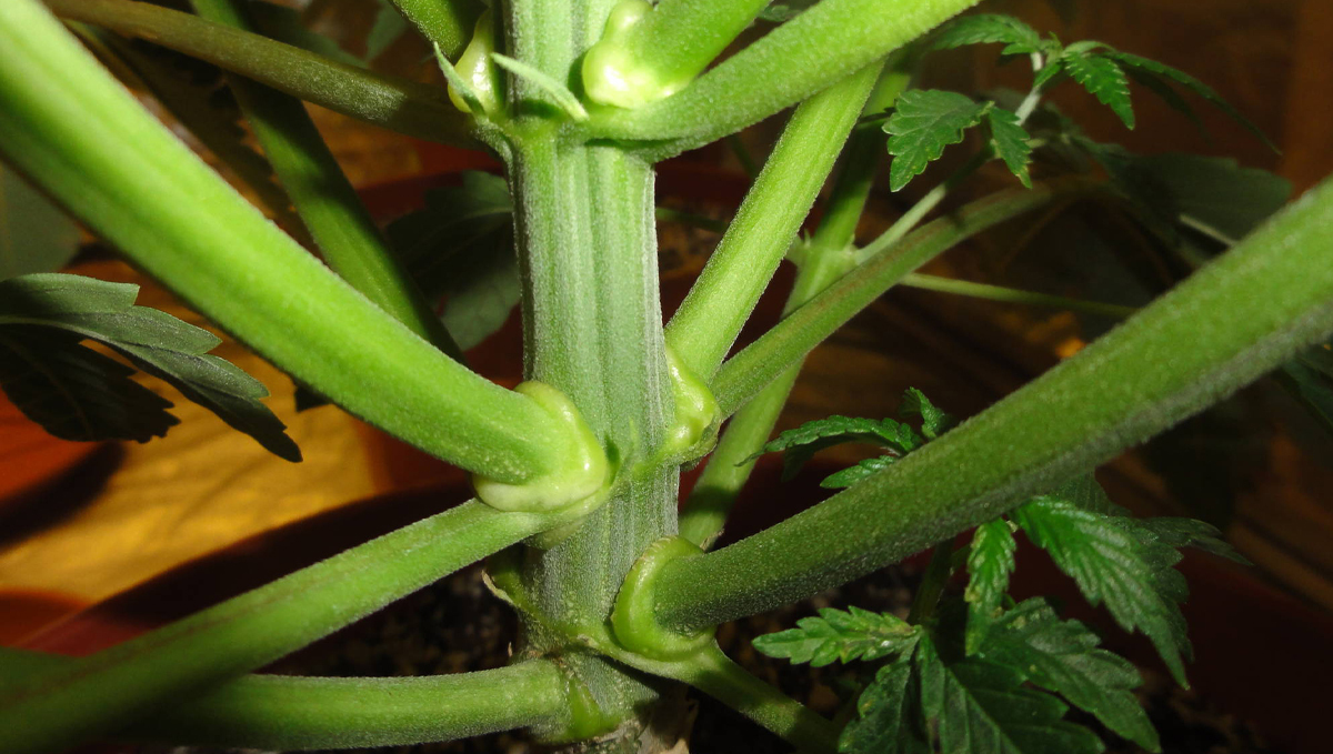Plants Pflanzen Anatomie: Äste und Stängel