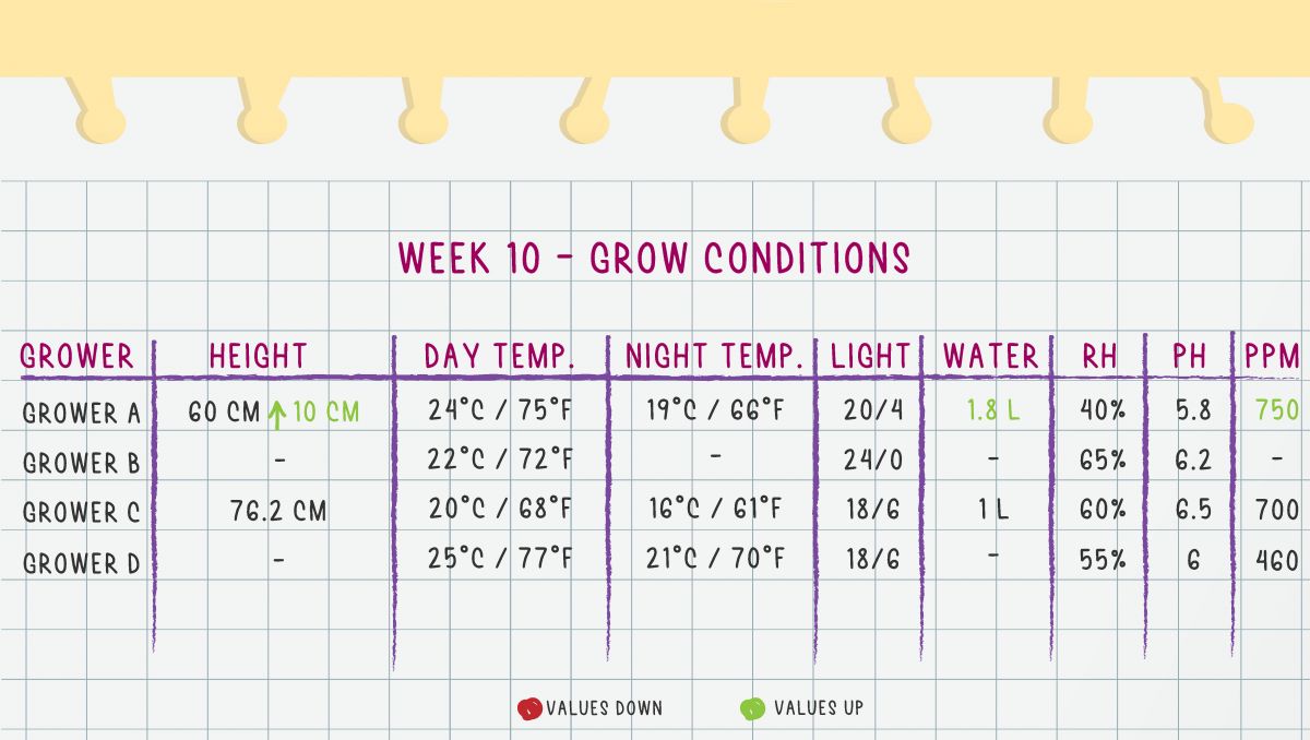 Gorilla Cookies Auto Plants Seed Week-by-Week Guide: Week 10 Grow Conditions
