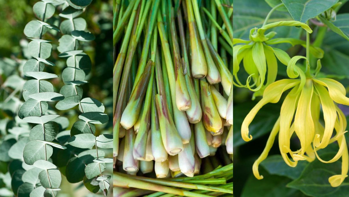 Mürseen on levinud sidrunheinas, eukalüptis ja ylang-ylangis.