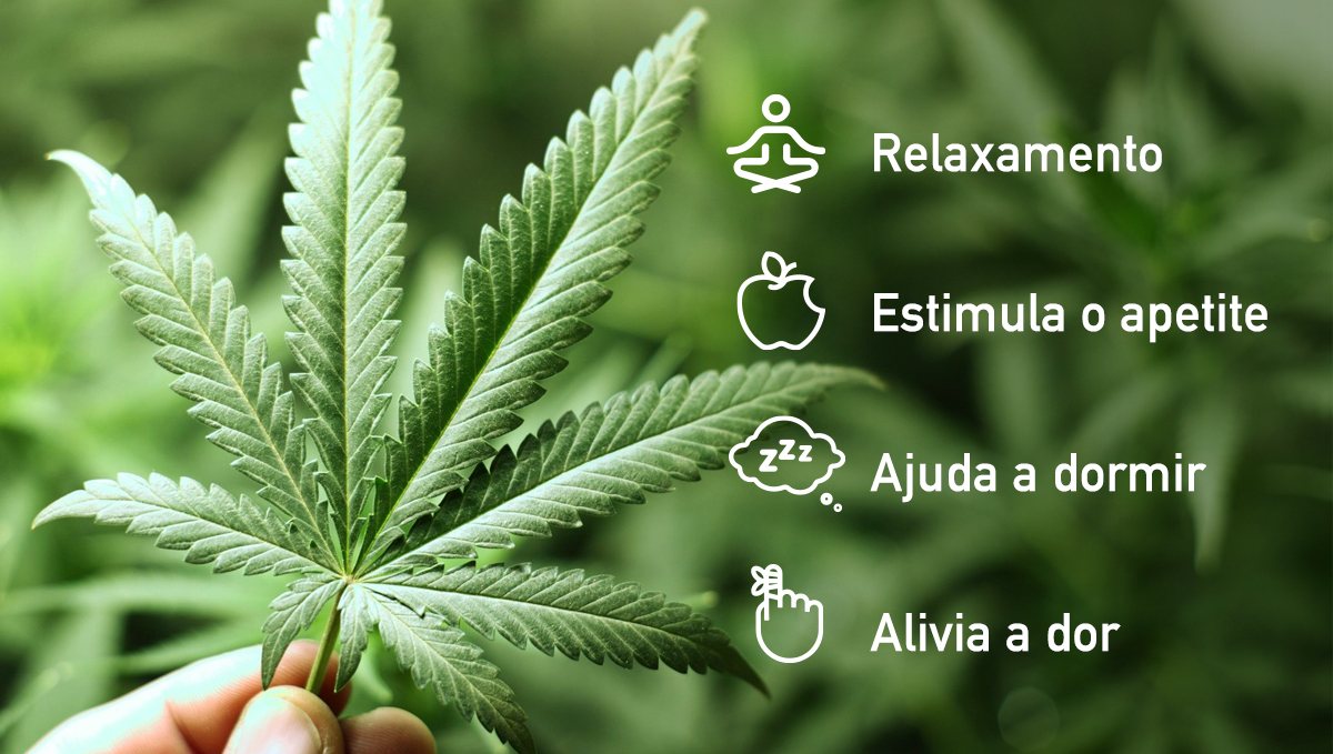 Efeitos comuns das estirpes Indica, com foco no relaxamento e sedação.