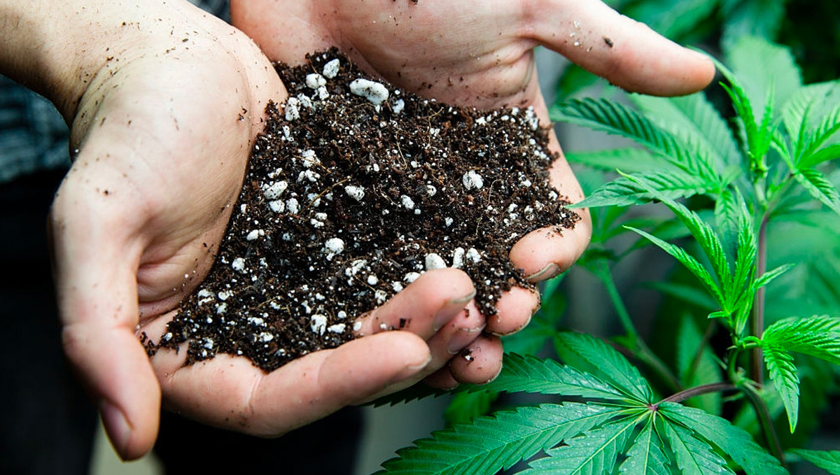 Growing Plants: Soil