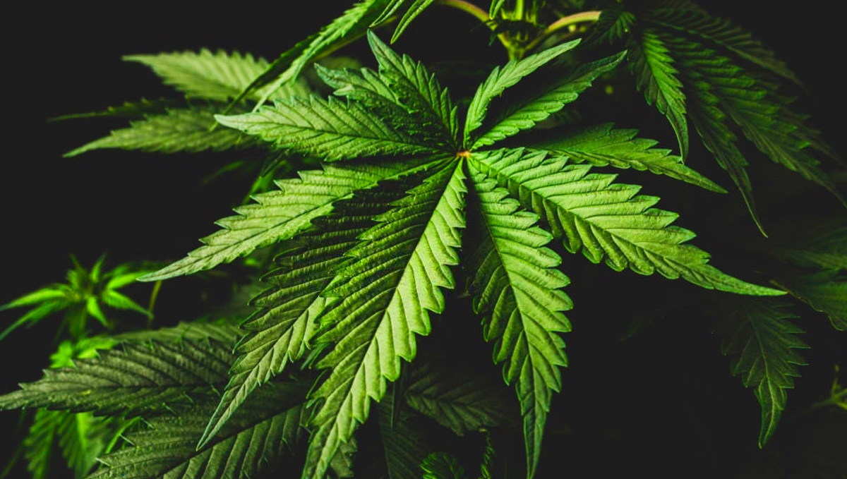 Healthy hybrid cannabis leaves demonstrating diverse characteristics from both Sativa and Indica.
