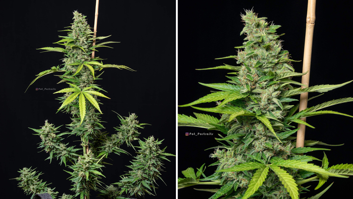 Top 5 highest strength auto: orange sherbet auto