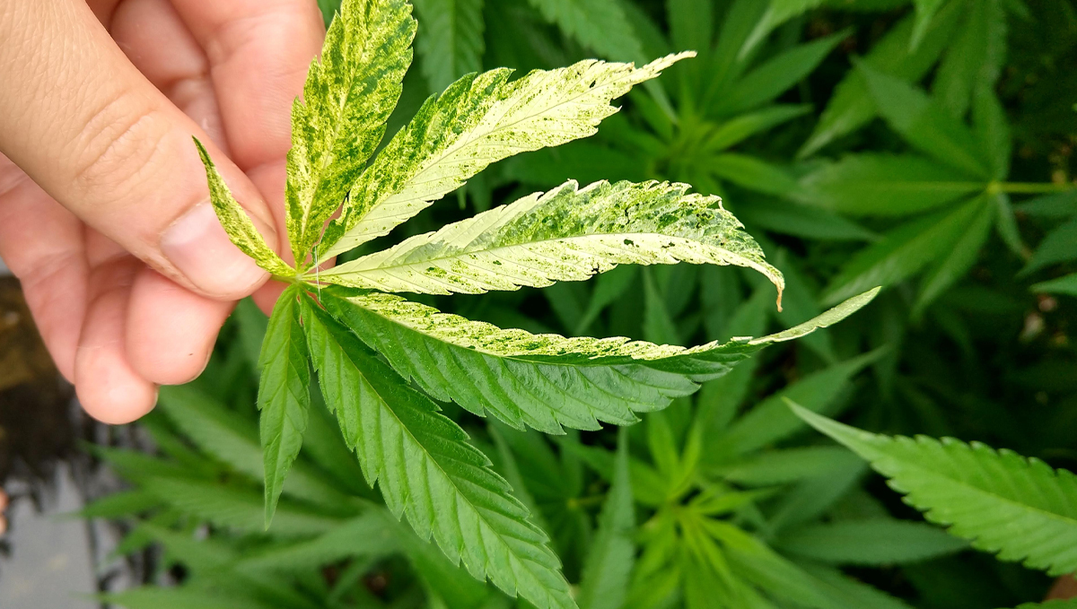 Tobacco Mosaic Virus: symptoms