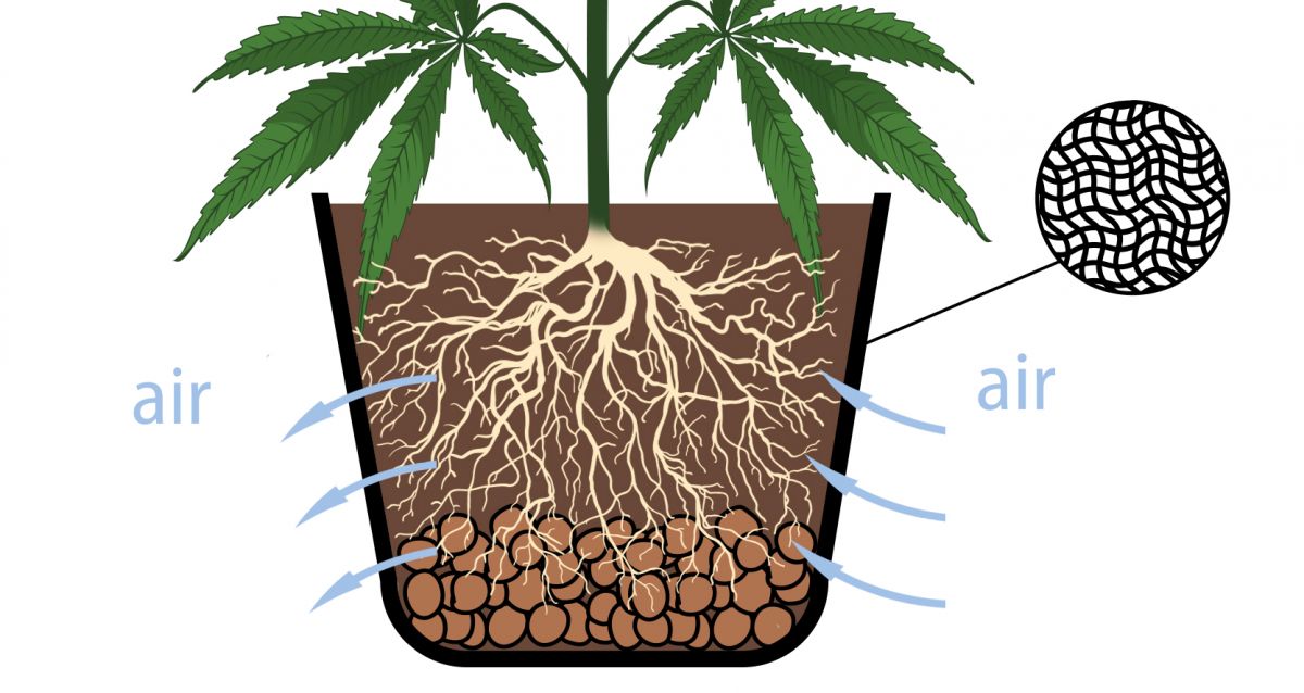 Types of containers for growing autos: what to have in mind