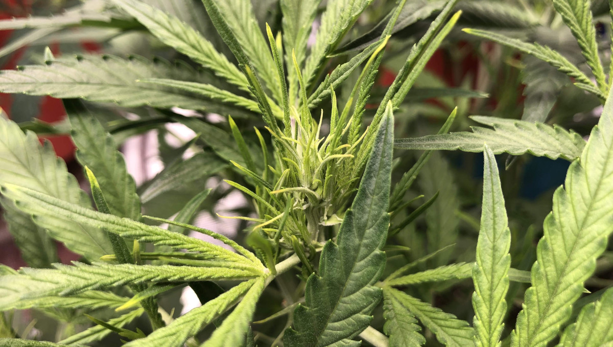 Gelato Auto Cannabis Strain Week-by-Week Guide: A close-up of a marijuana top about to begin flowering