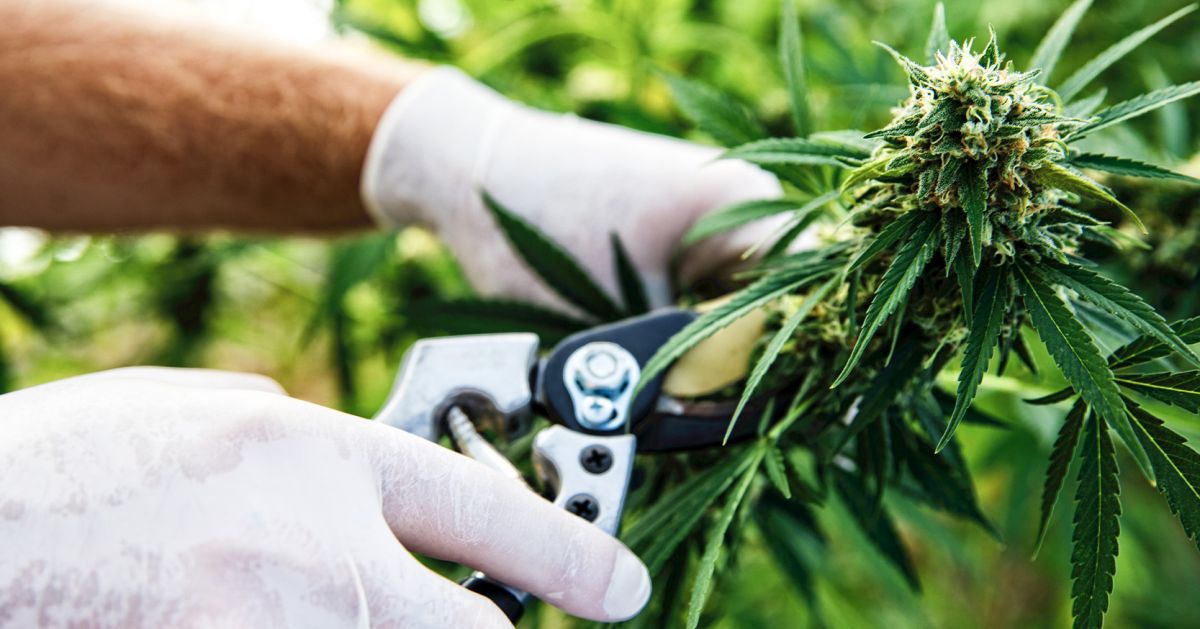 How To Maintain A Perpetual Harvest: harvesting