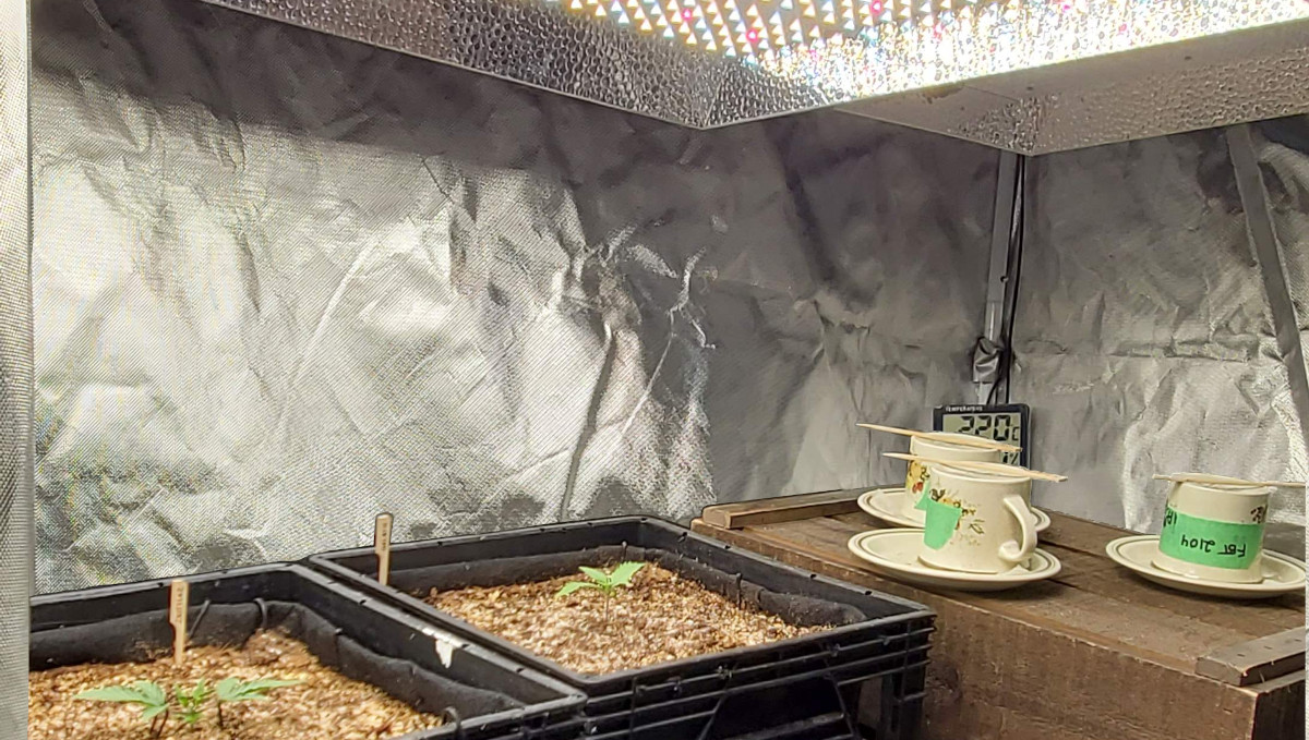 Gelato Auto Cannabis Strain Week-by-Week Guide: Two small weed plants in grow bags placed inside milk crates in a tent under a LED light
