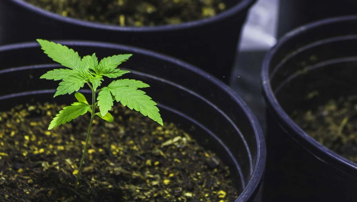 Cannabis kweken: in aarde