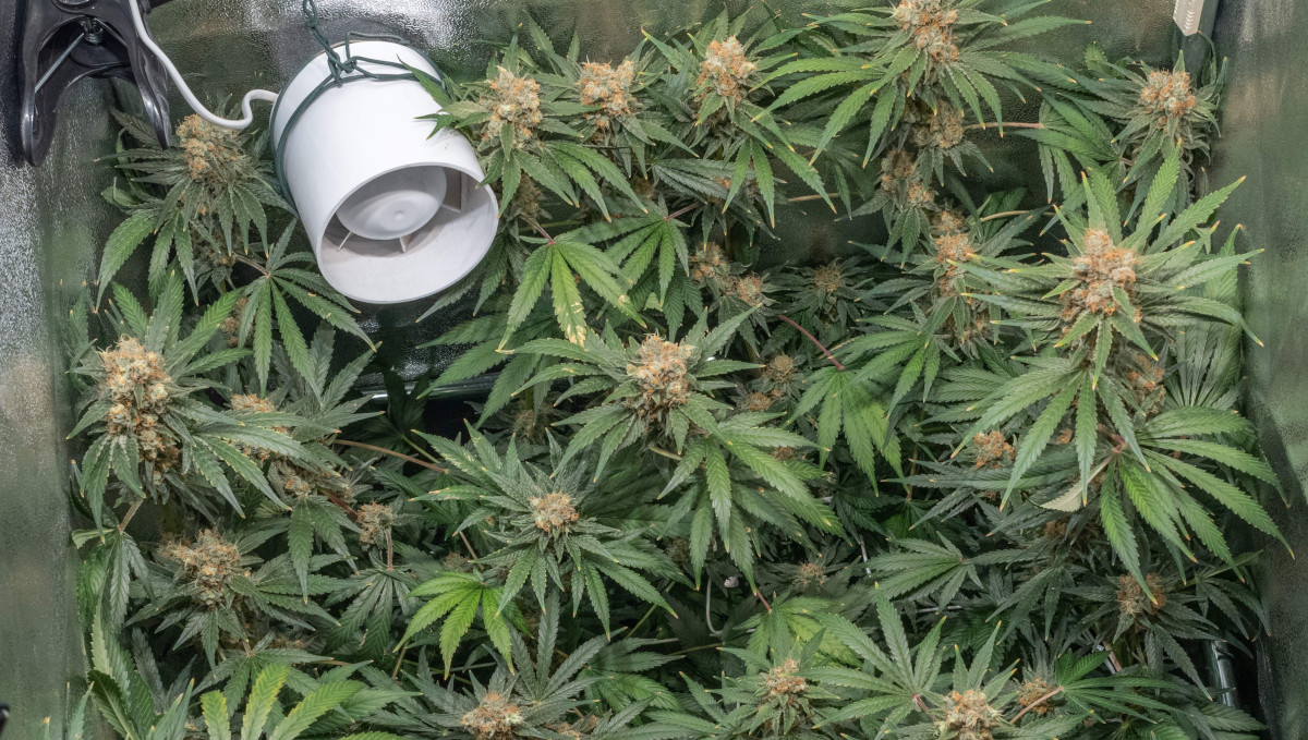 Gorilla Cookies Auto大麻品种全周期周周指南:一台风扇吹着小型室内大麻园 Gorilla Cookies Auto大麻品种全周期周周指南:一台风扇吹着小型室内大麻园