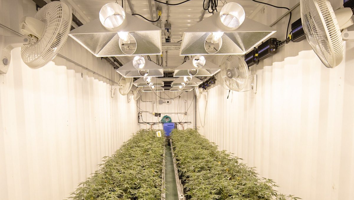 Diy grow room: oscillating fans