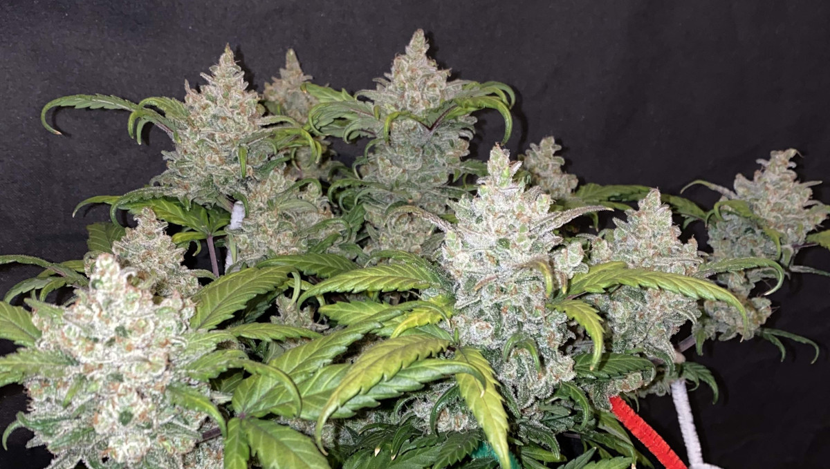 Gelato Auto Cannabis Strain Week-by-Week Guide: Very frosty autoflower buds grown indoors