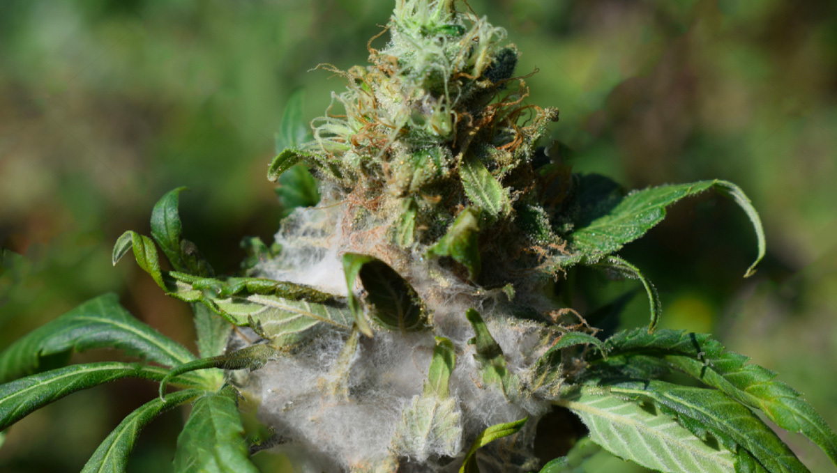 Botrite su pianta di Cannabis