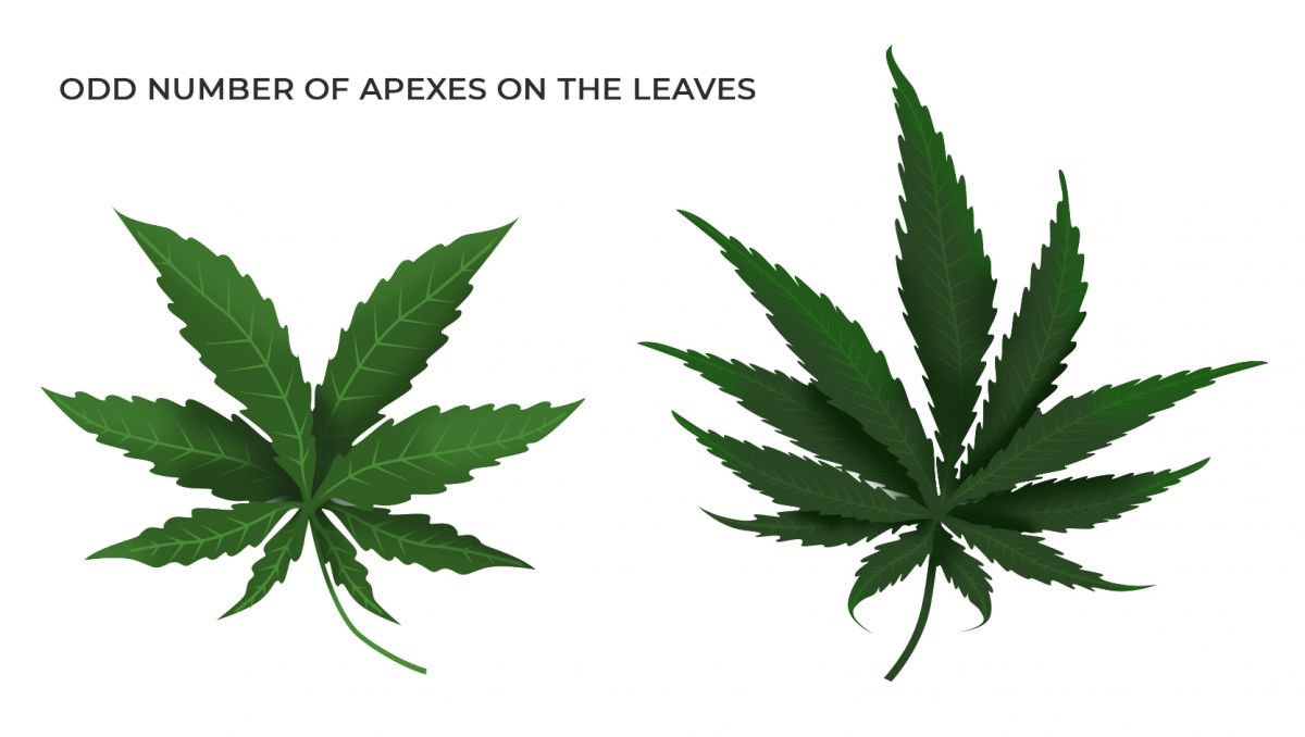 Common cannabis mutations: odd number of apexes
