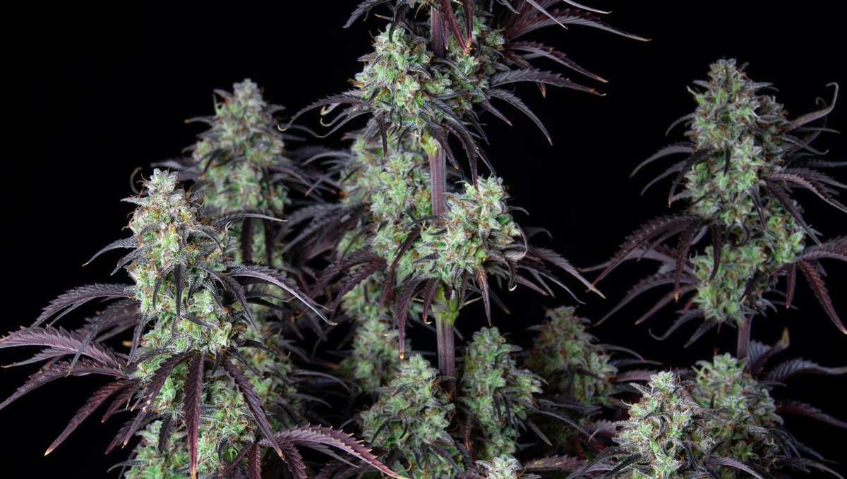 Top 10 seeds to grow outdoors: Bush of Mimosa Cake Auto