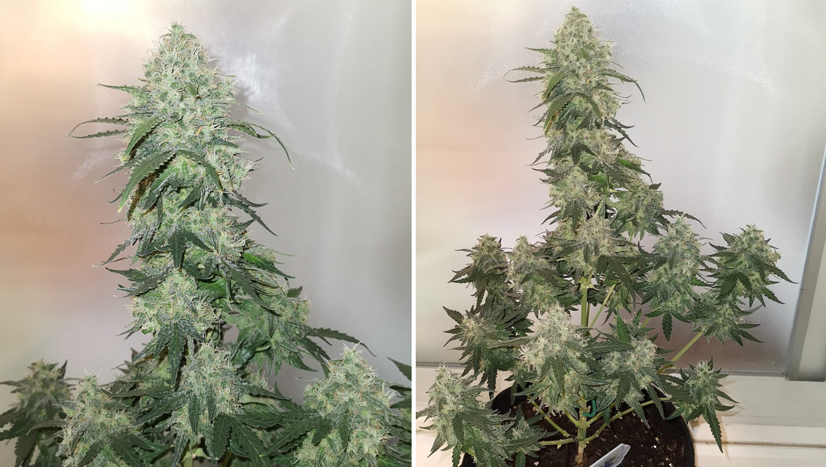 Five shortest autoflower strains: rhino ryder auto
