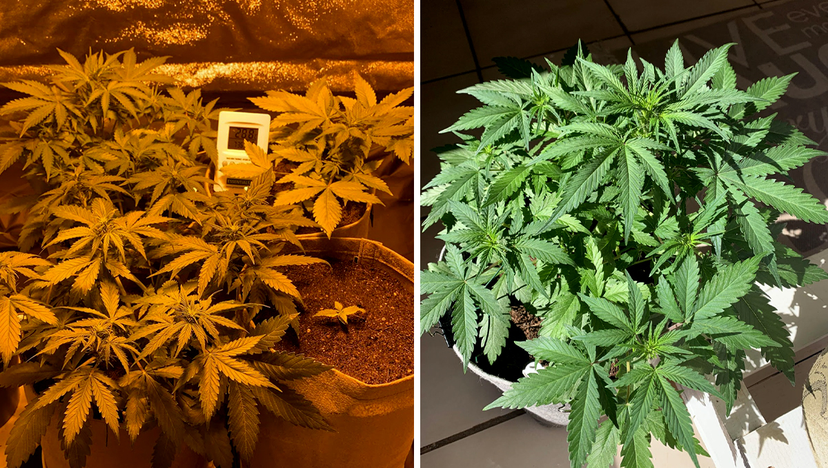 BubbleGum Auto: week 5 BubbleGum Auto: week 5