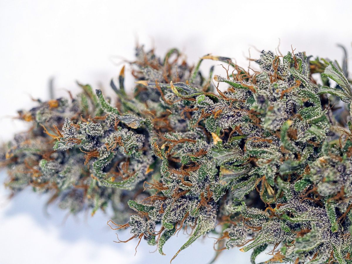 Purple lemonade by BigDaddyK