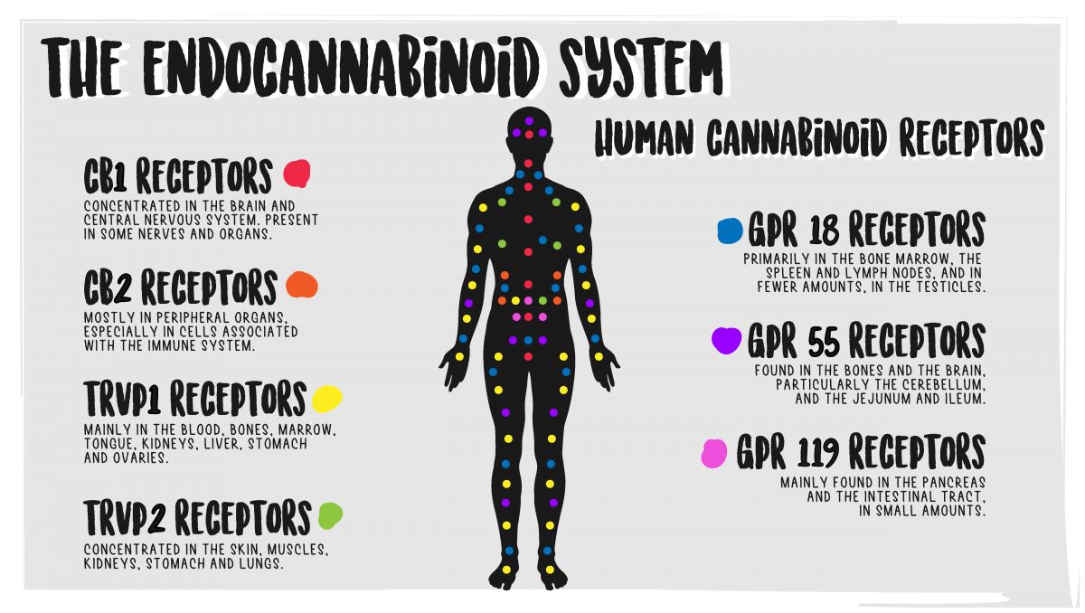 What happens when you stop consuming plants: cannabinoid receptors