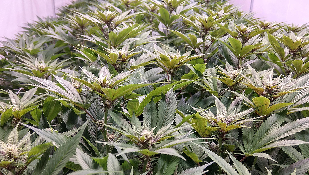 PGR Weed &ndash; What Is Plant Growth Regulators and How to Spot it: Many budding cannabis plants in an indoor setup
